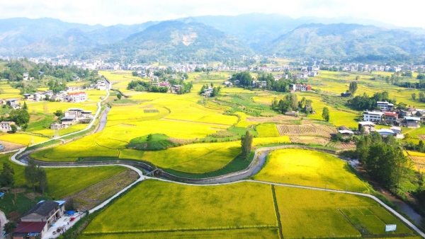 云阳县路阳镇万亩稻田。云阳县委改革办供图
